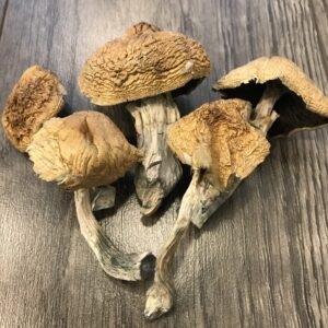 Alacabenzi Cubensis magic mushroom