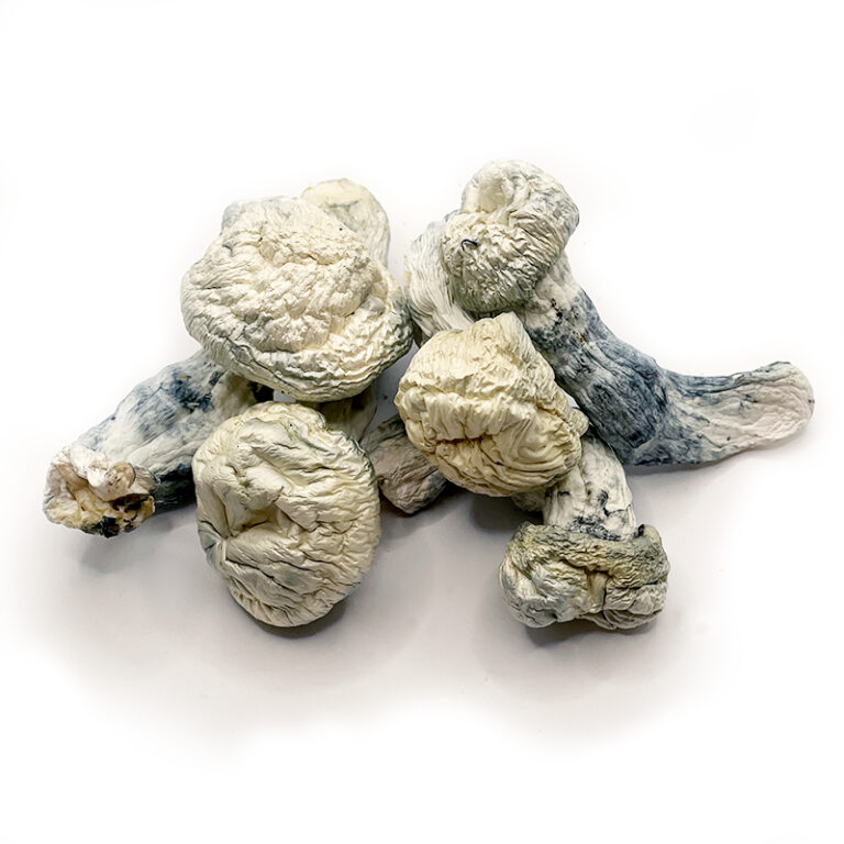 Albino-A-Cubensis-Mushroom