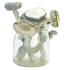 microdosing magic mushrooms