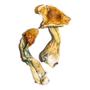 B+ magic mushroom