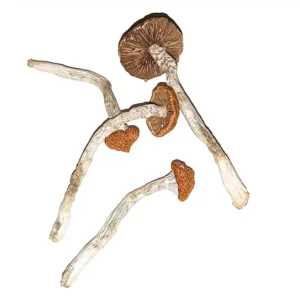 Blue magnolia mushrooms