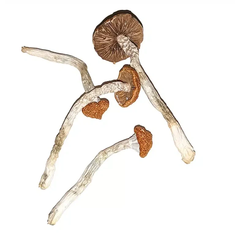 Blue-Magnolia-Rust-magic-mushrooms.jpg