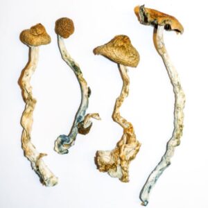 Psilo Microdose