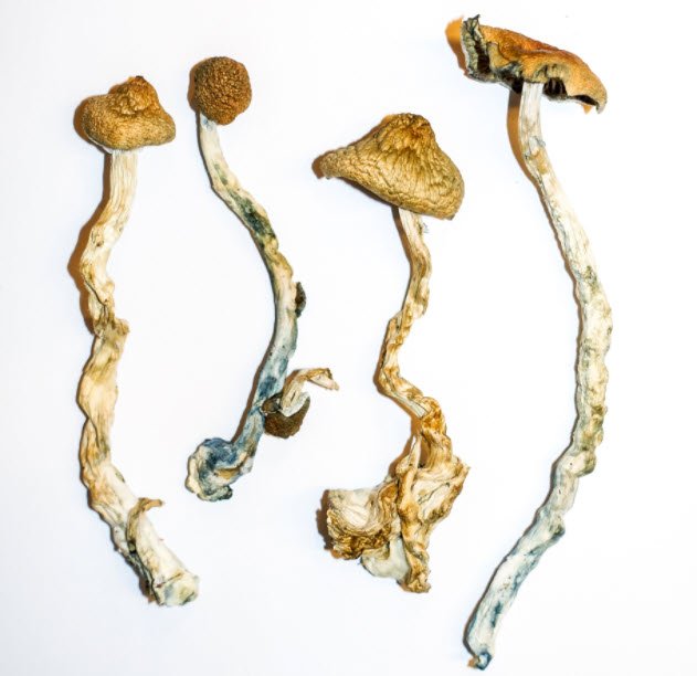 Psilo Microdose