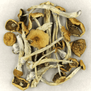 psychedelics mushroom