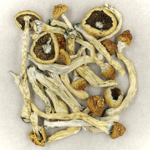 what are psychedelic mushrooms