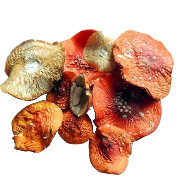 magic mushroom microdose