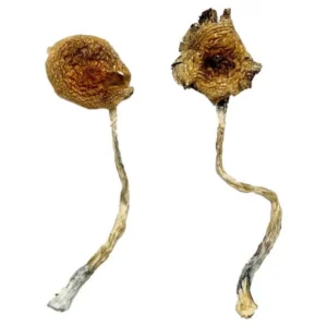 What is a microdose of mushrooms