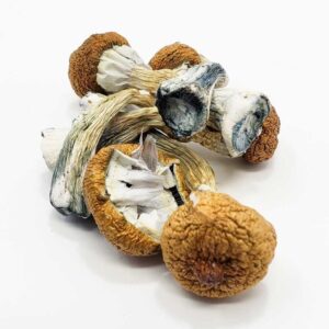 Blue meanie magic mushroom