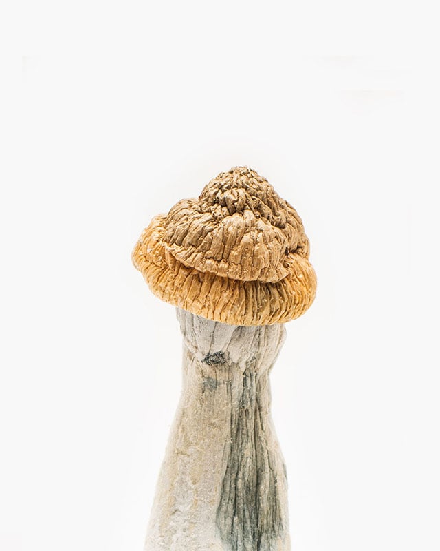 penis-envy-mushroom-1