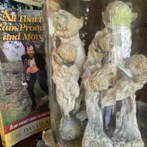 buy magic mushrooms uk