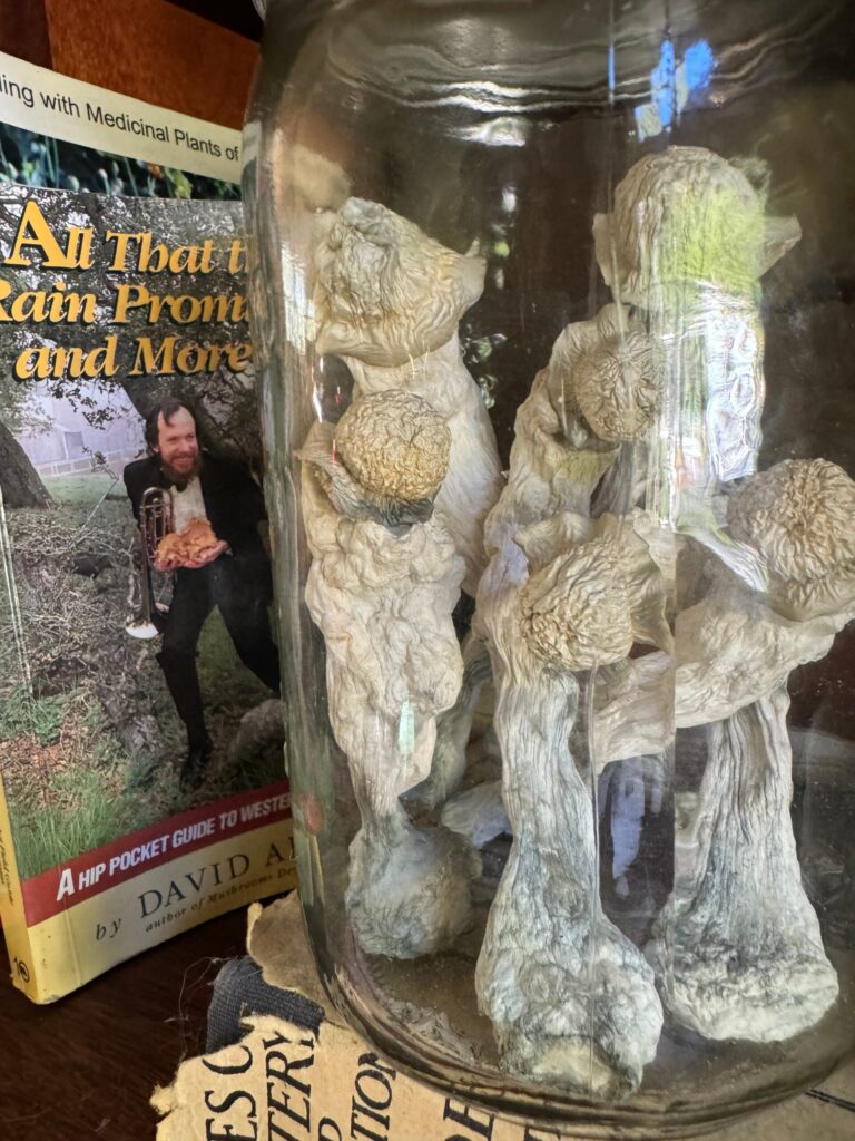 buy magic mushrooms uk